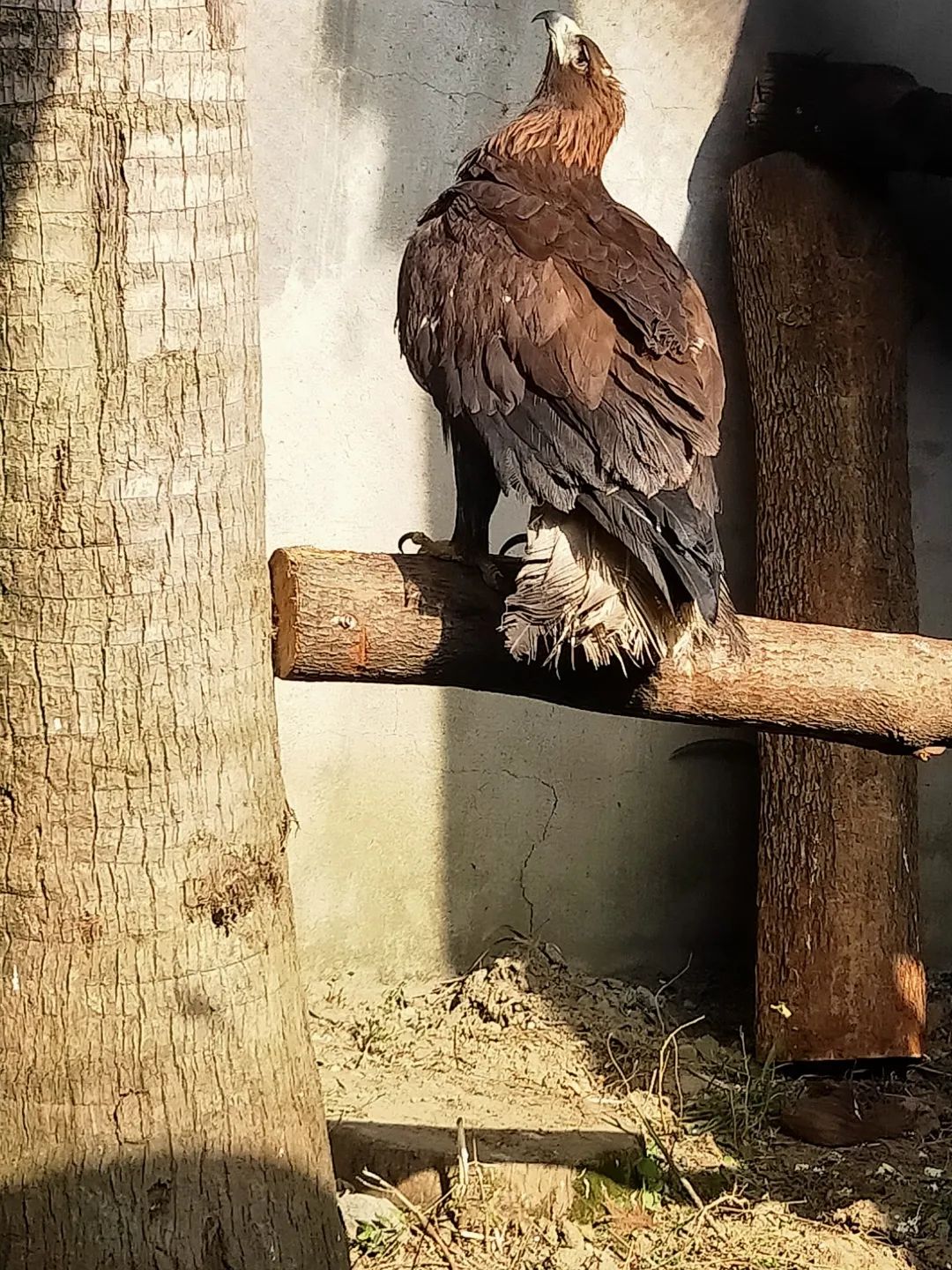 来认识下成都的生物“家底”→