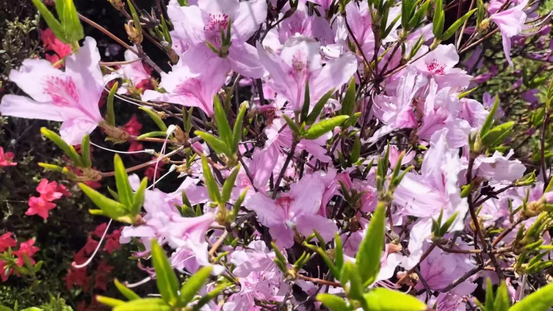 乐在其中——我与公众号“百姓文化视点”◎文/天涯