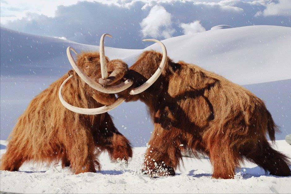 科学家复活的猛犸象怎么样了,科普如何复活一只猛犸象