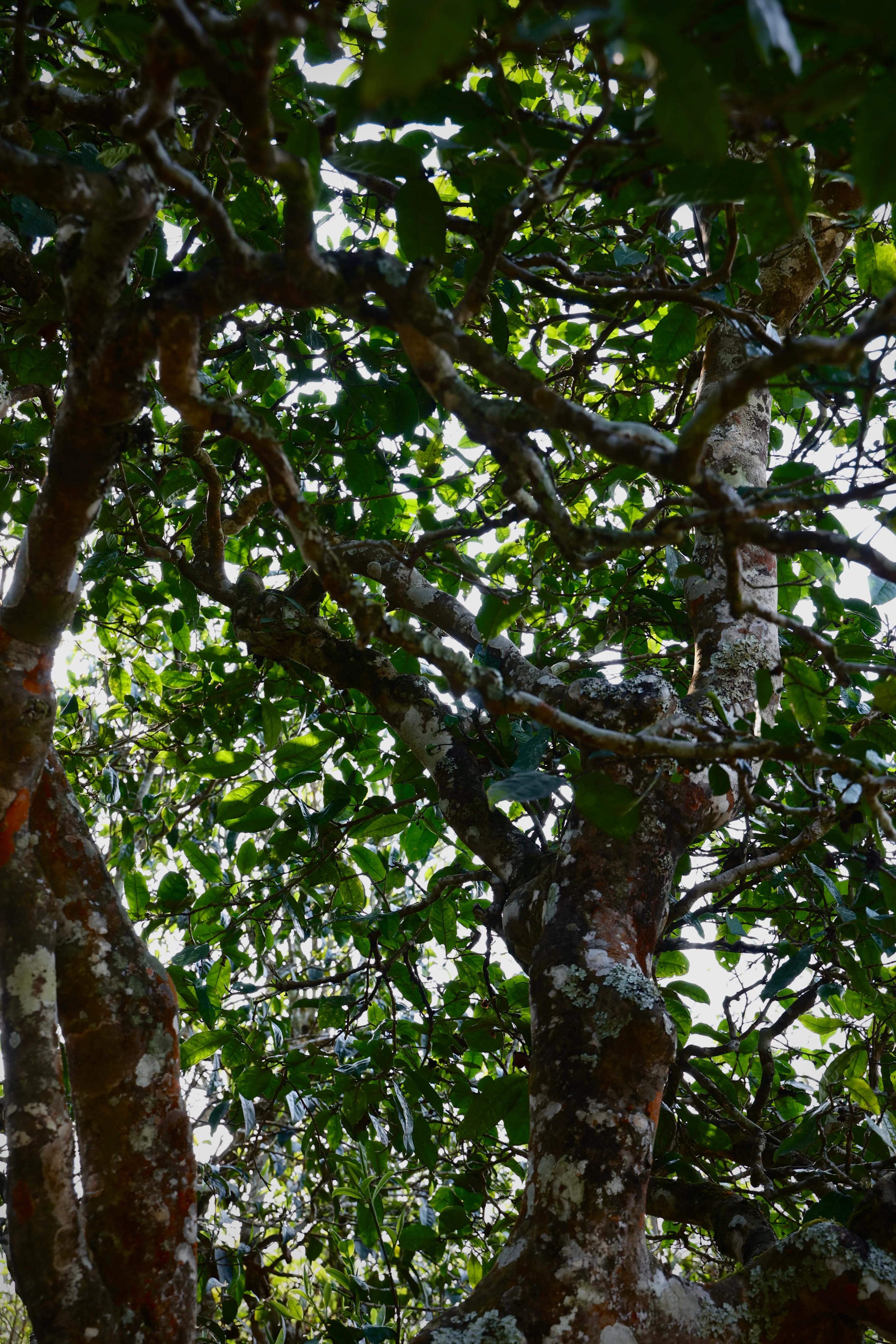 普洱茶皇冠上的明珠,普洱茶的十大名寨排名