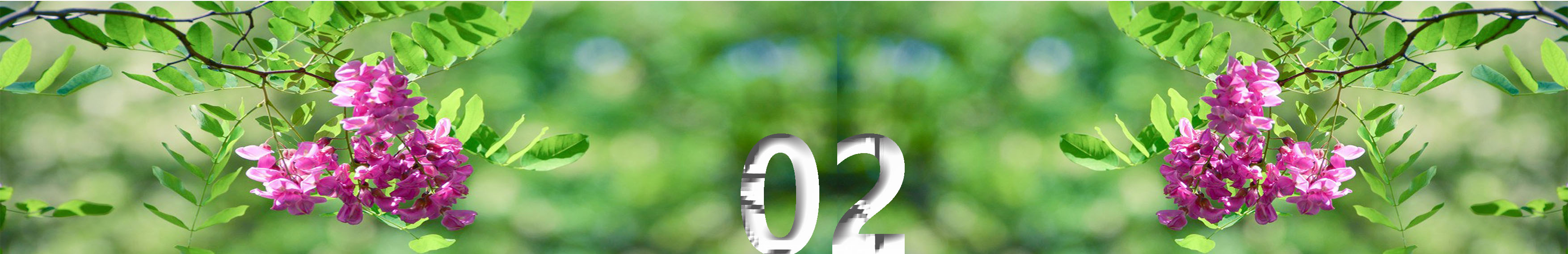 写槐花美的诗句,描写槐花清新淡雅香气四溢的诗句