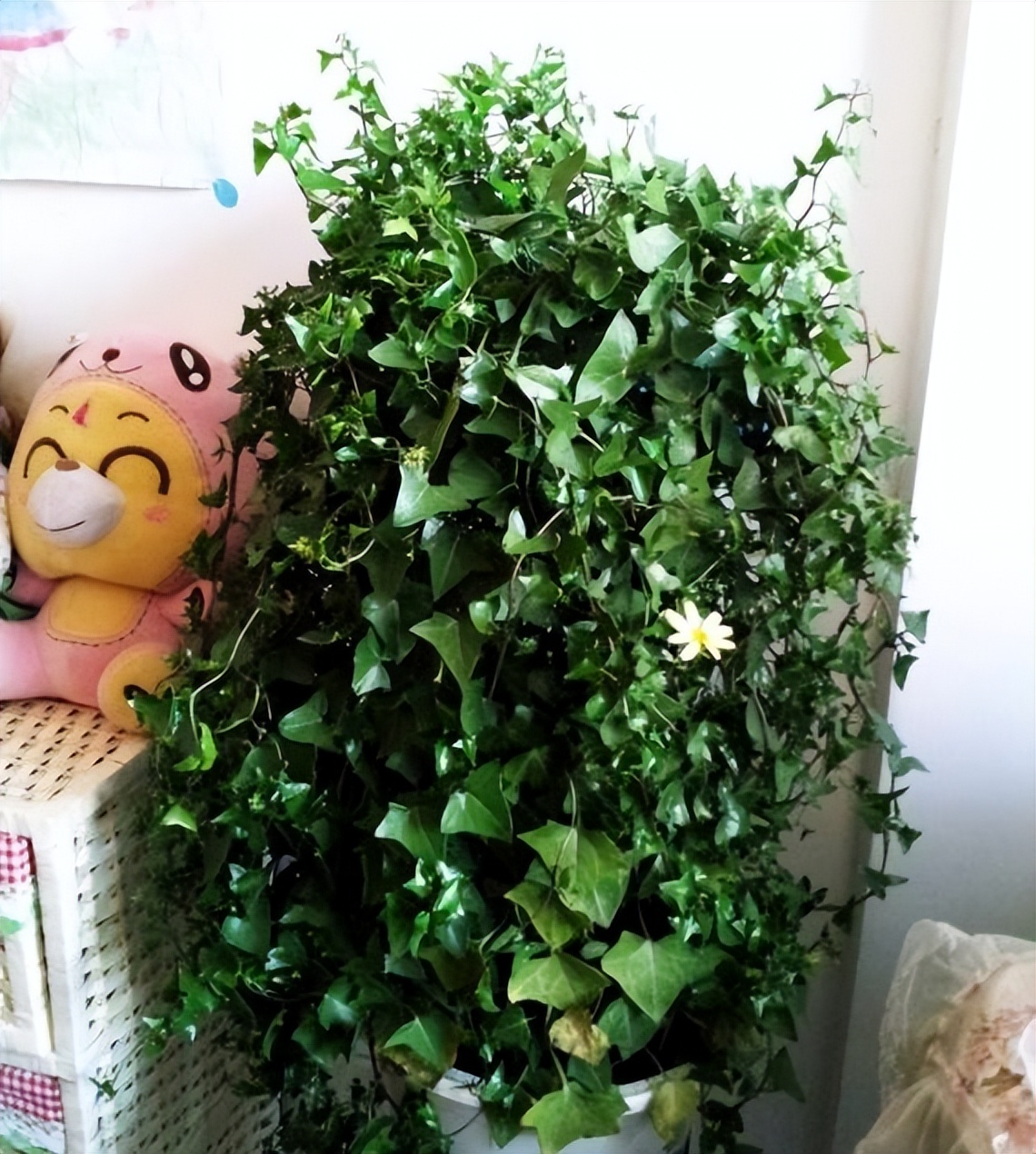 这4种花最好别养在室内,吸甲醛最好的10种花