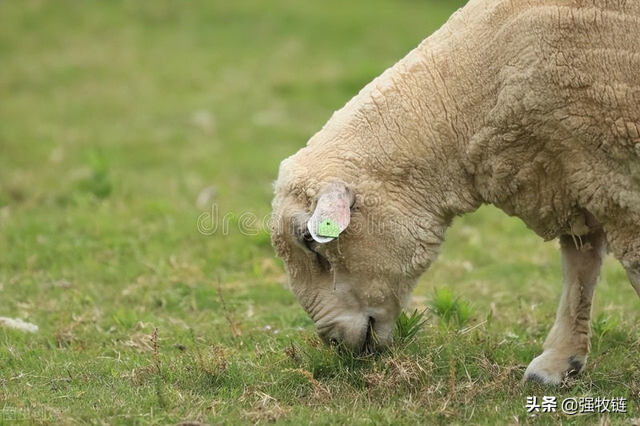羊偷吃玉米不反刍怎么办,羊偷吃了红色玉米处理办法