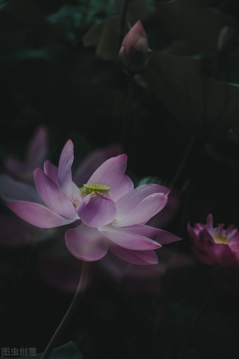 荷花图片禅意荷花,清新唯美的荷花图片