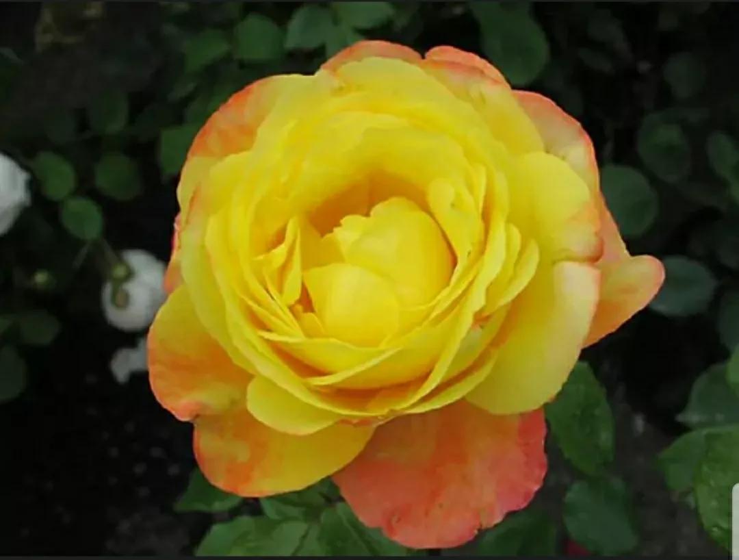 月季玫瑰蔷薇三姐妹的区别,月季蔷薇和玫瑰哪个更好看