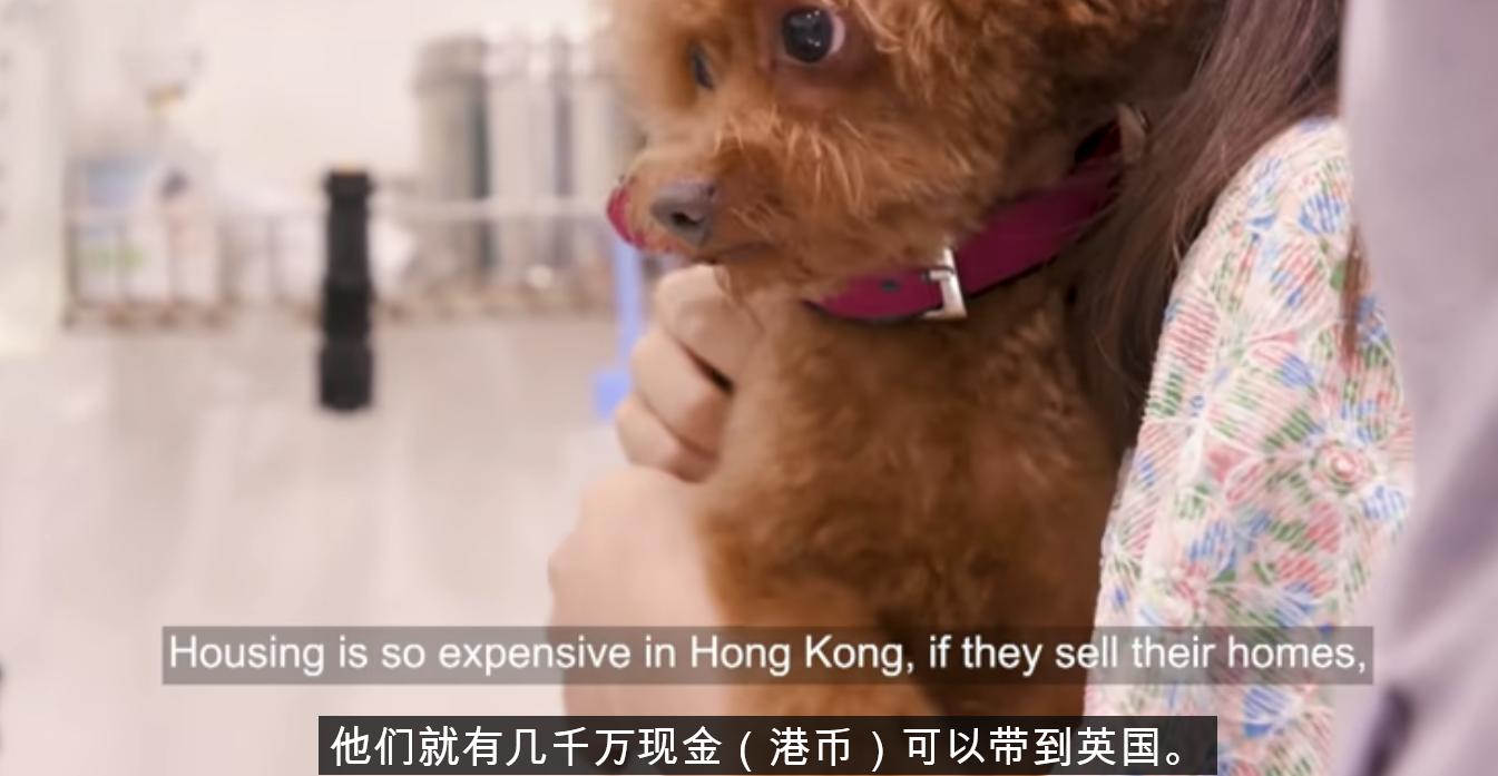 香港小伙月薪2万,执意要带2只猫移民英国,积蓄连机票都买不起