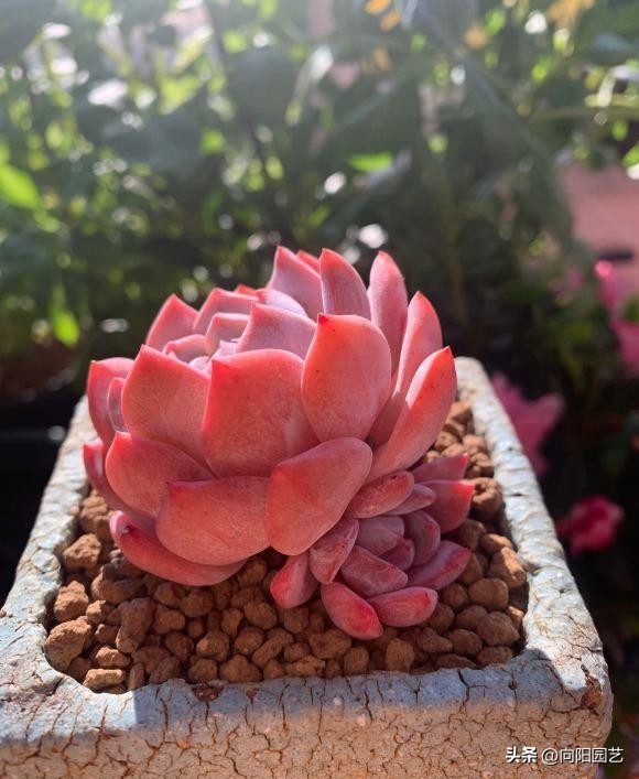 家庭养多肉可以挣钱吗,家庭养多肉会影响风水吗