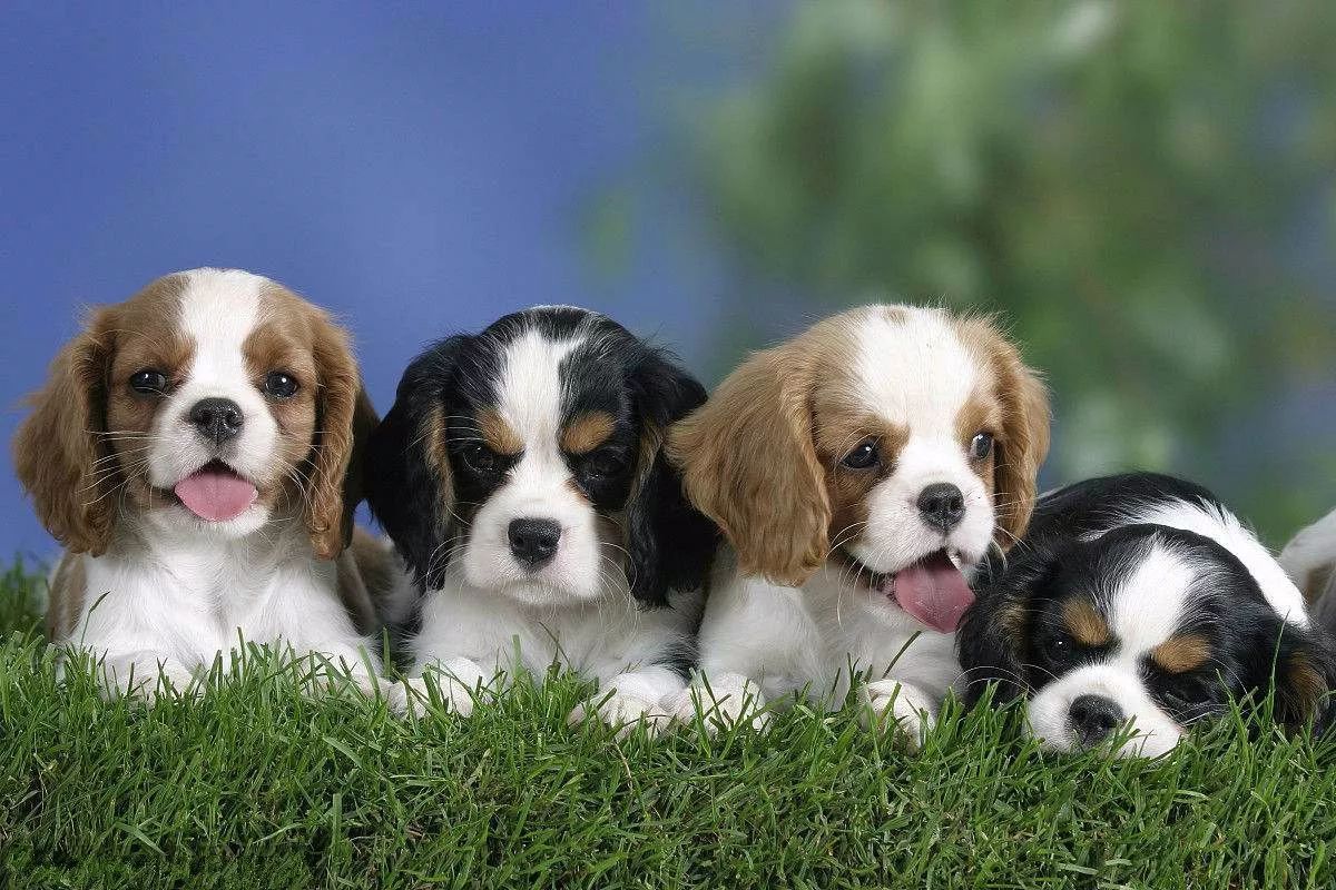 新手养狗适合养哪种小型犬,新手养狗适合养的小型犬