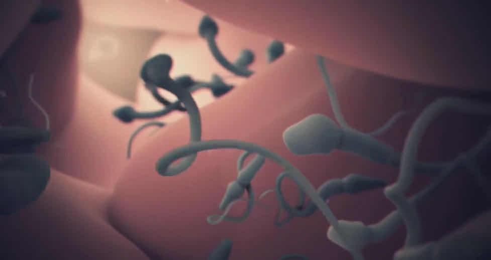 精子的产生是一个很神奇的过程,精子和卵子结合人类完全了解了吗