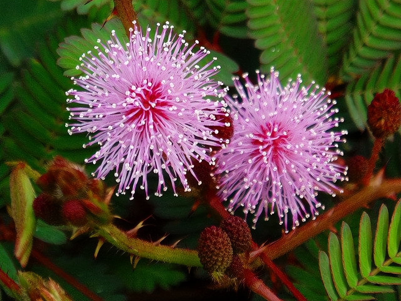 3类花,“白送”都别要,明白人都往外扔,可别再往家带了