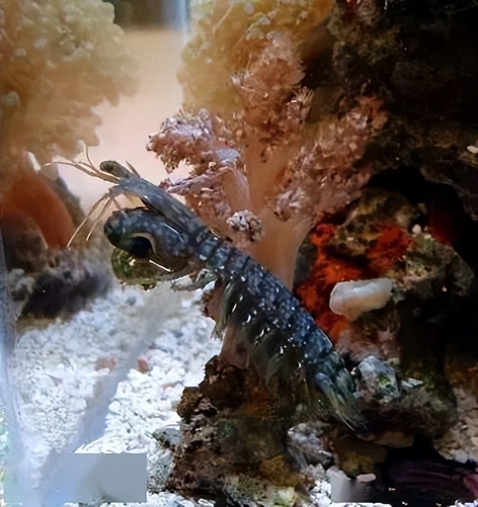 海水珊瑚缸鹦鹉螺,海水缸珊瑚视频大全