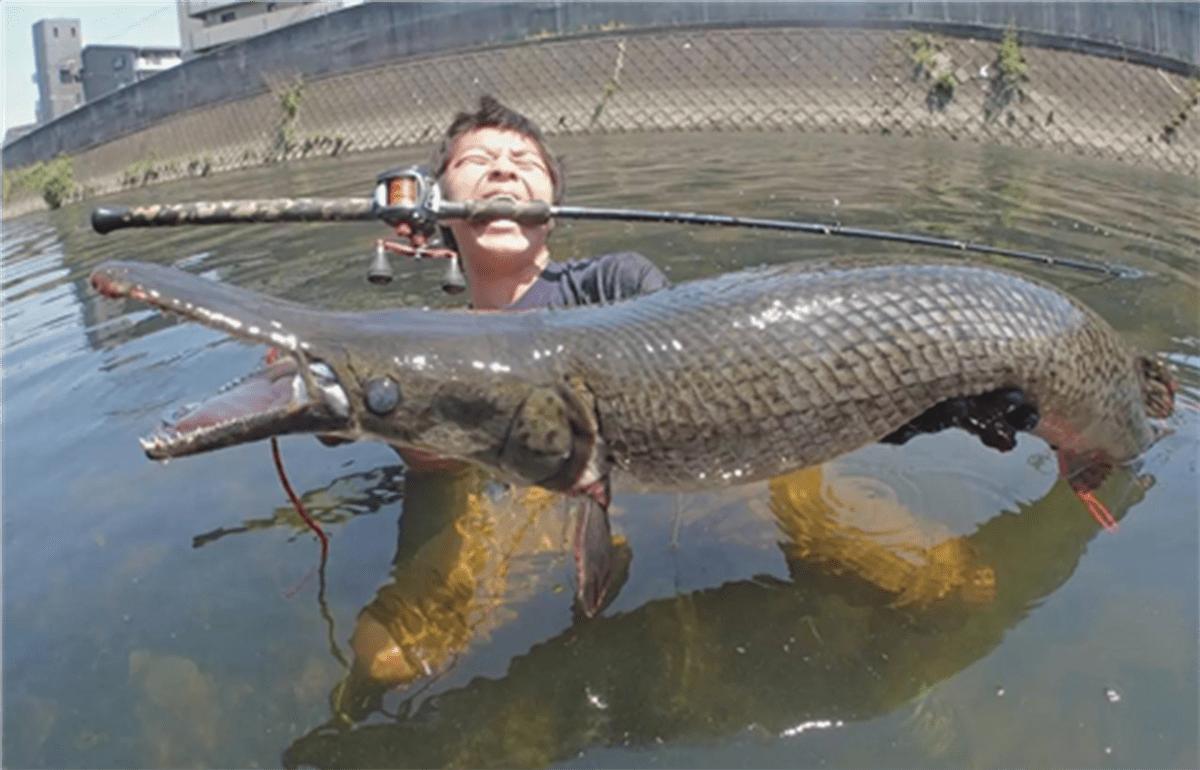 超过15斤的大淡水鱼,大猪300多斤