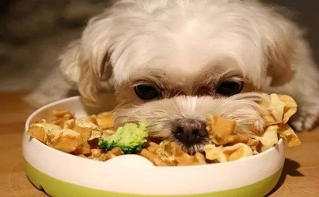 狗狗挑食怎么纠正,狗狗挑食怎么办教你四招轻松解决