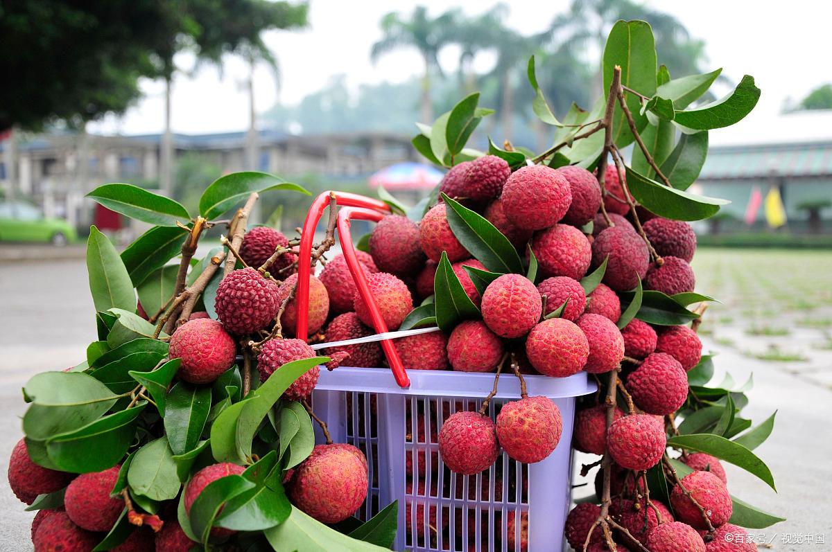 泸州黄粑最正宗的地方,泸州特产黄粑