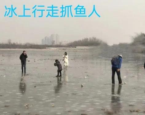 河柳拼音,河柳图