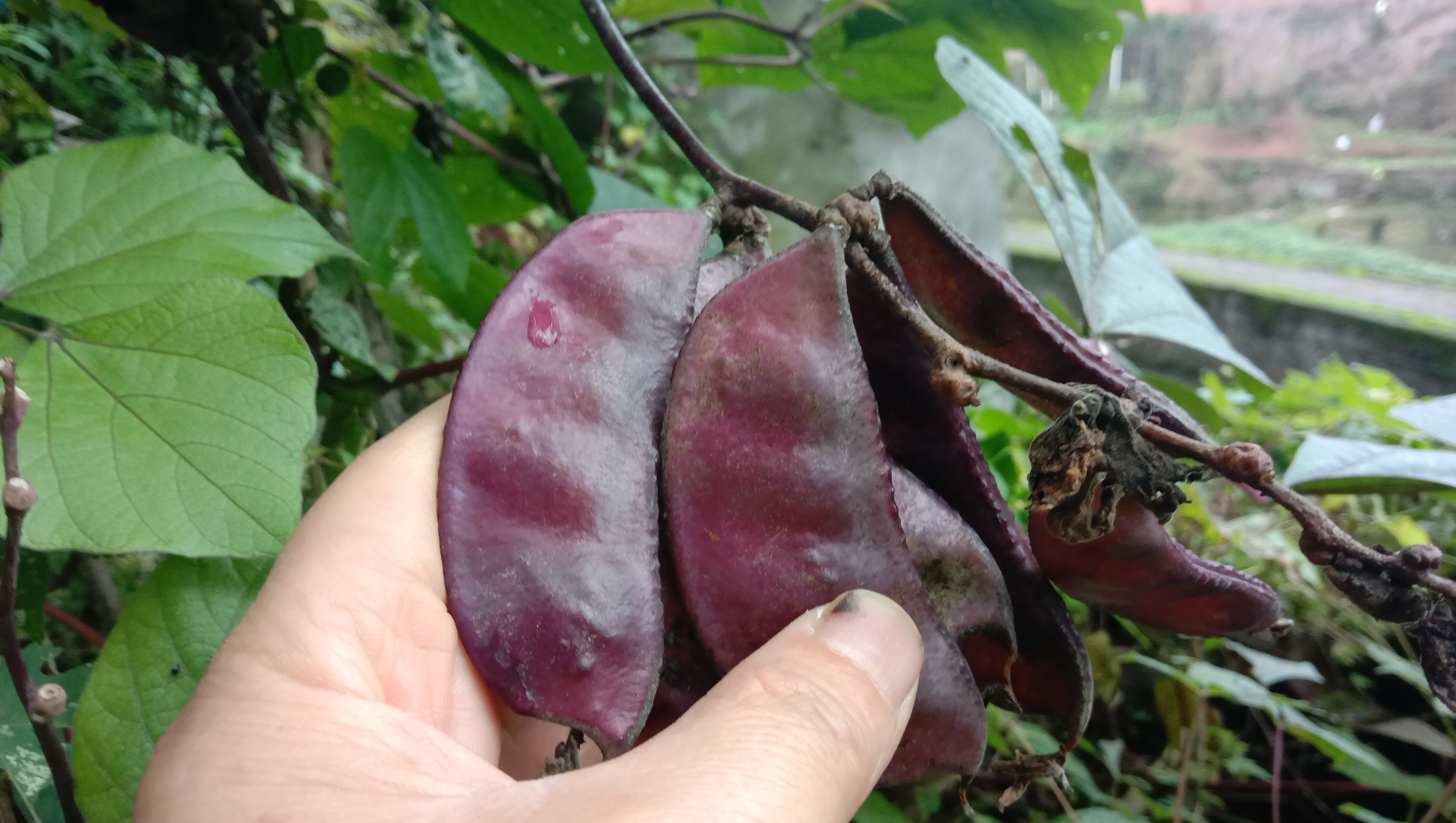 扁豆健脾的功效与作用,小小扁豆竟有这么多的养生功效