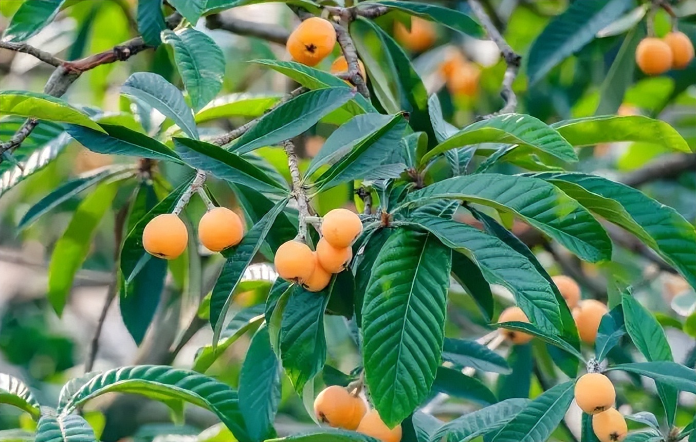 诗词鉴赏-南风树树熟枇杷，有关枇杷的诗词，写满了旧日的好时光