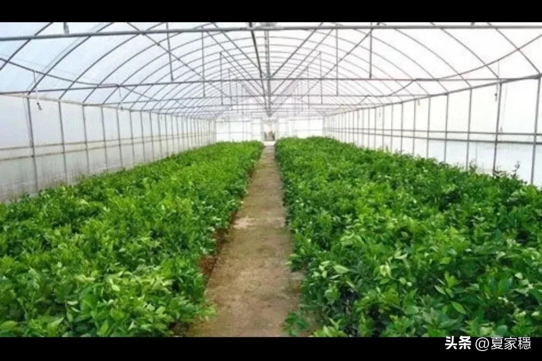 养殖创业致富经,穷小伙借2万块钱