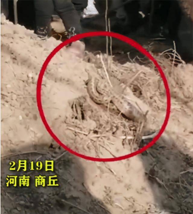 遭不住的高温天气,蛇被热中暑