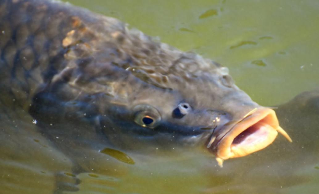 探索大自然鱼类,探索未知生物钓鱼
