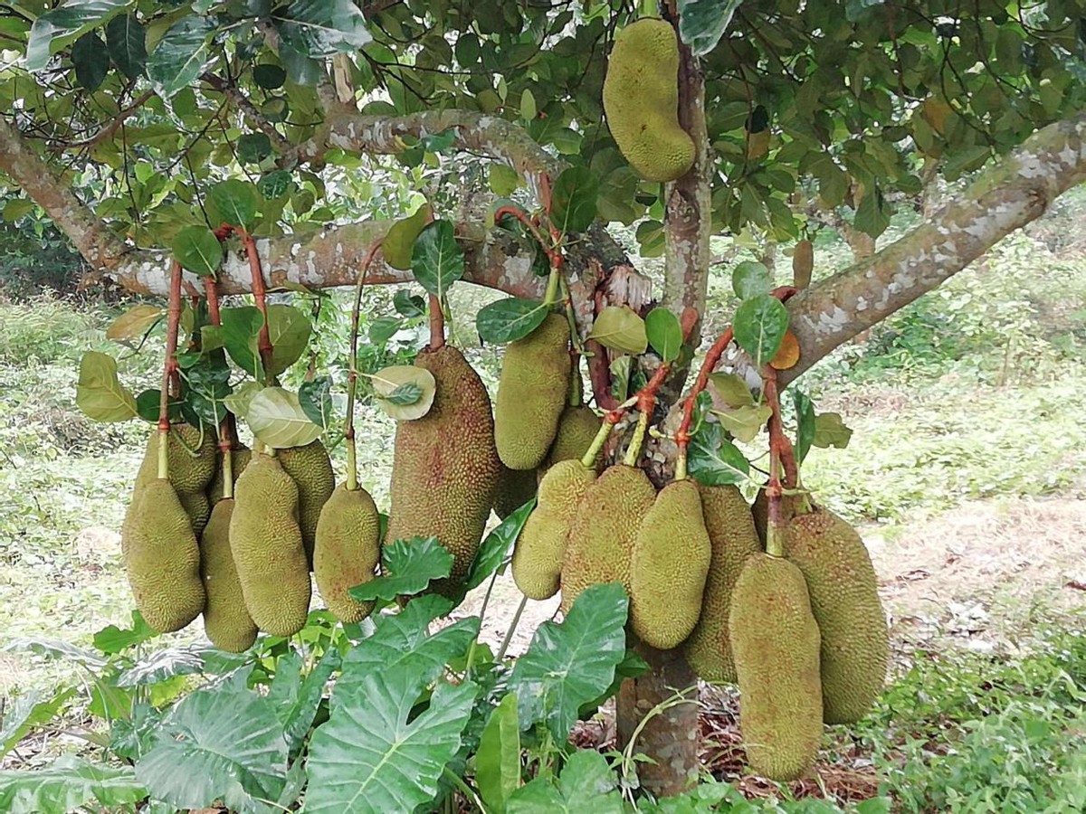 越南榴莲引入中国，泰国垄断地位恐成过去式？榴莲自由又进一步