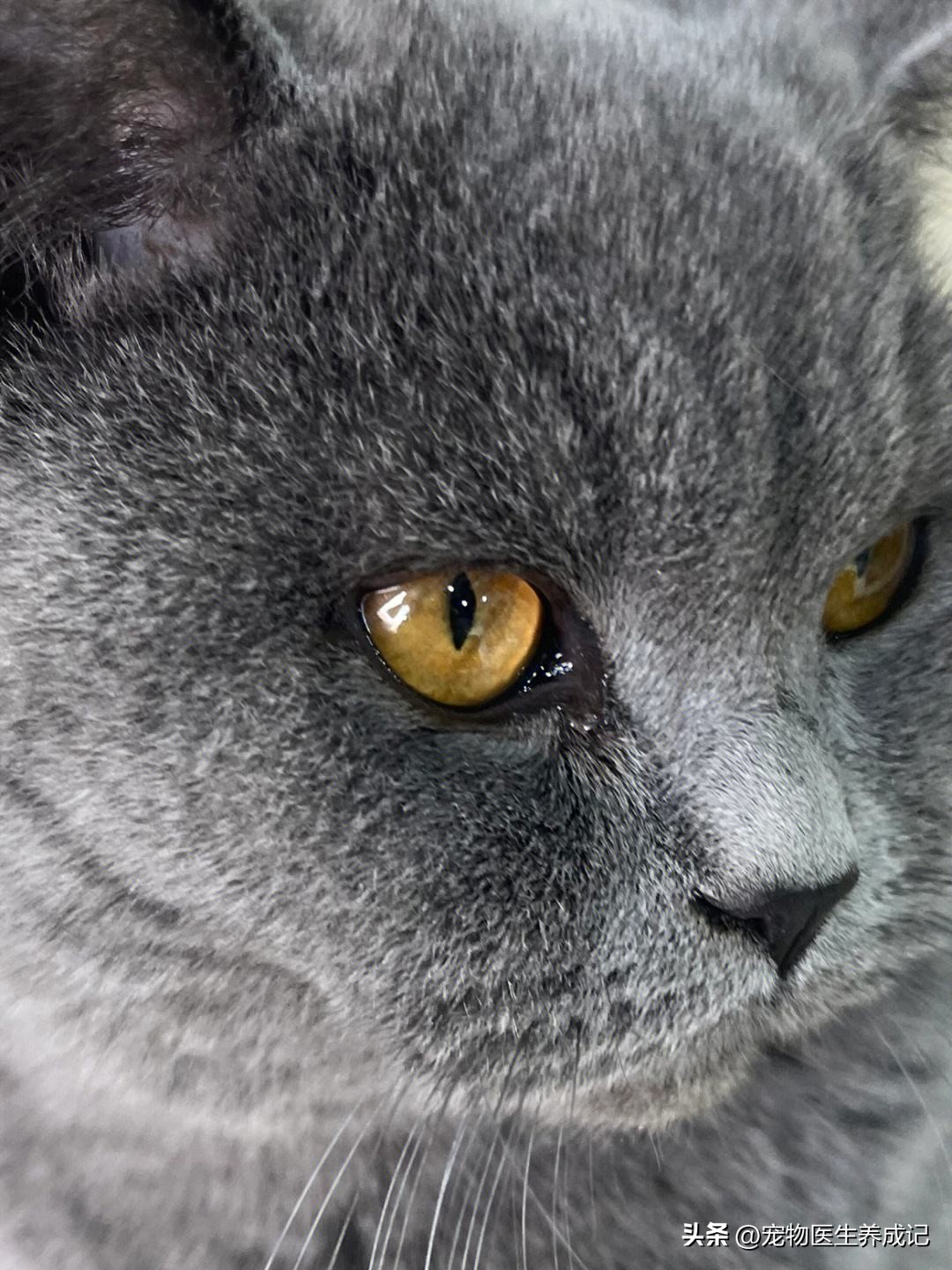 养1只英短蓝猫的注意事项,养蓝猫注意的事项