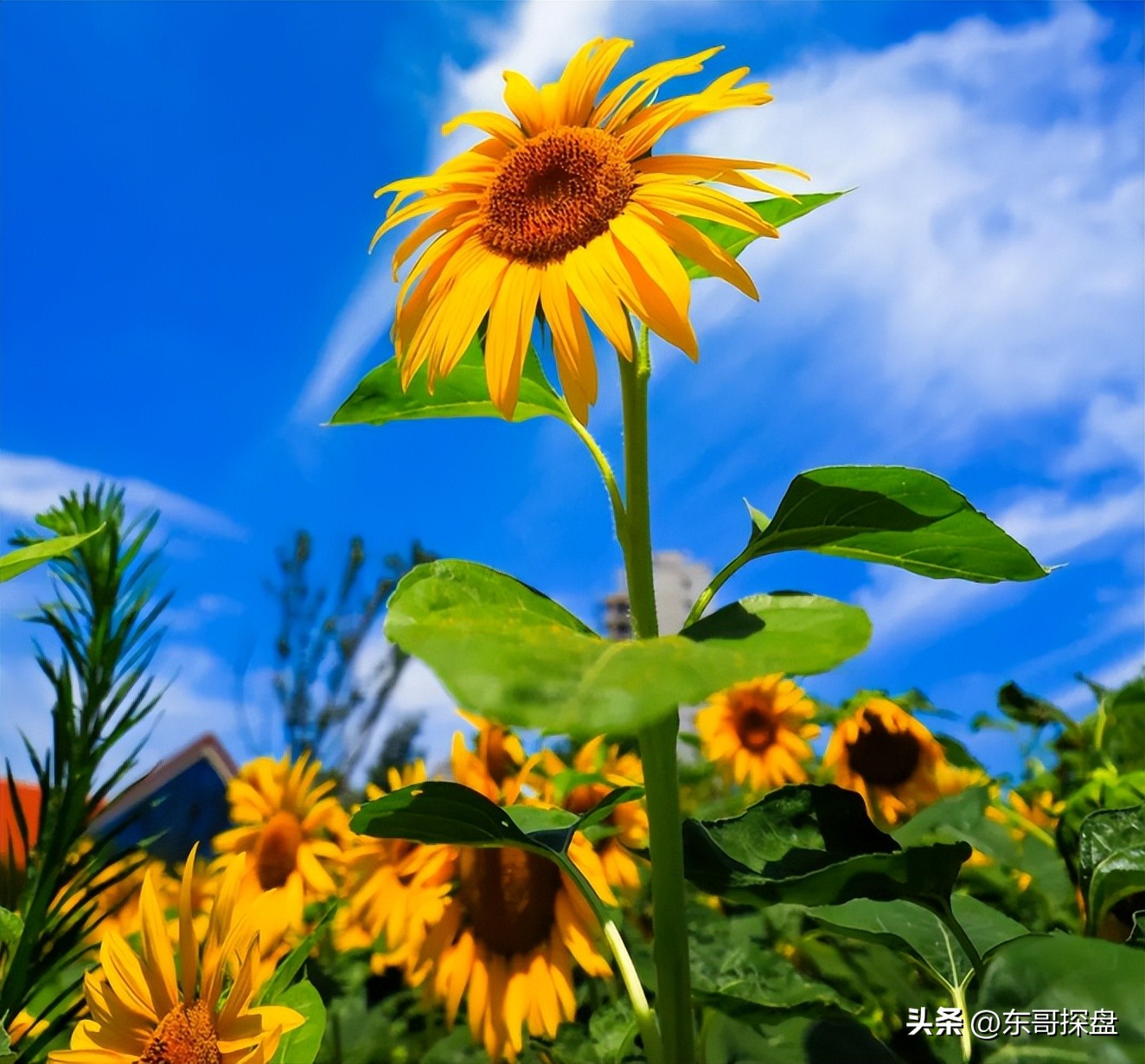 如果能投票，你最希望哪家郑州本土房企渡过危机？