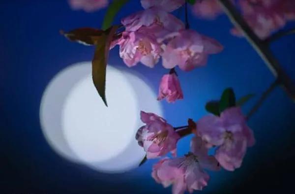 关于春天的诗句古诗,关于春天的诗句摘抄