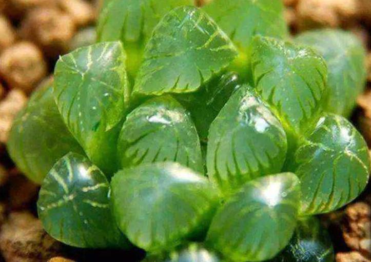 10种不怕晒的盆栽植物介绍一下,怕晒的十种花