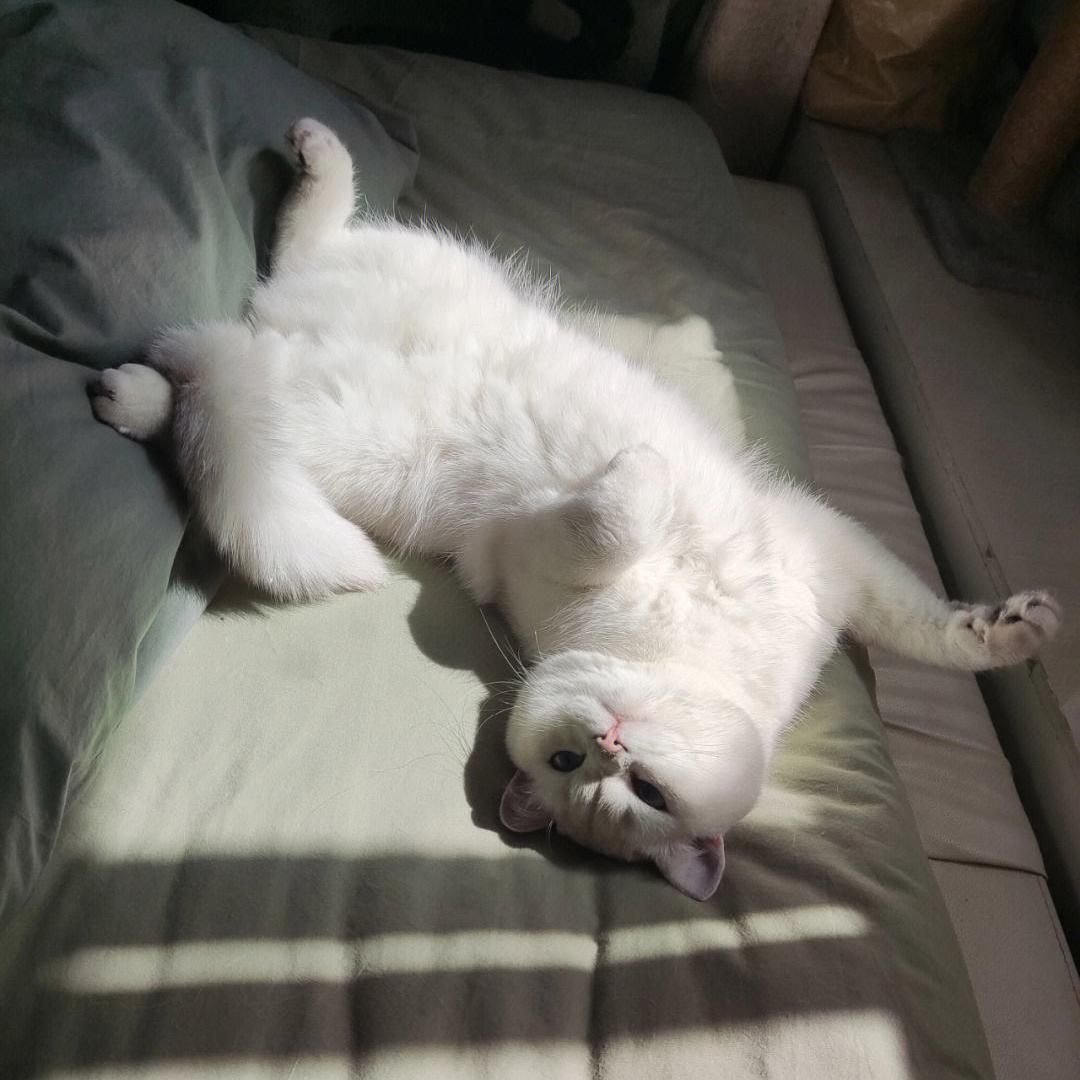 猫咪4月份掉毛严重怎么办,哺乳期猫咪毛发粗糙