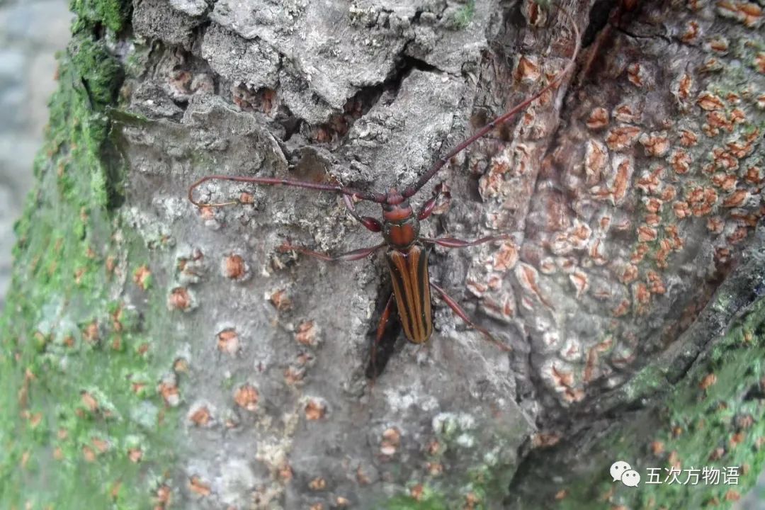 中国天牛图鉴,天牛全程图鉴