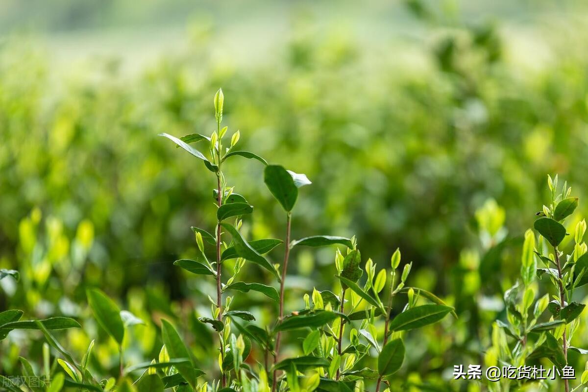 镇江美食必买,镇江美食特产介绍