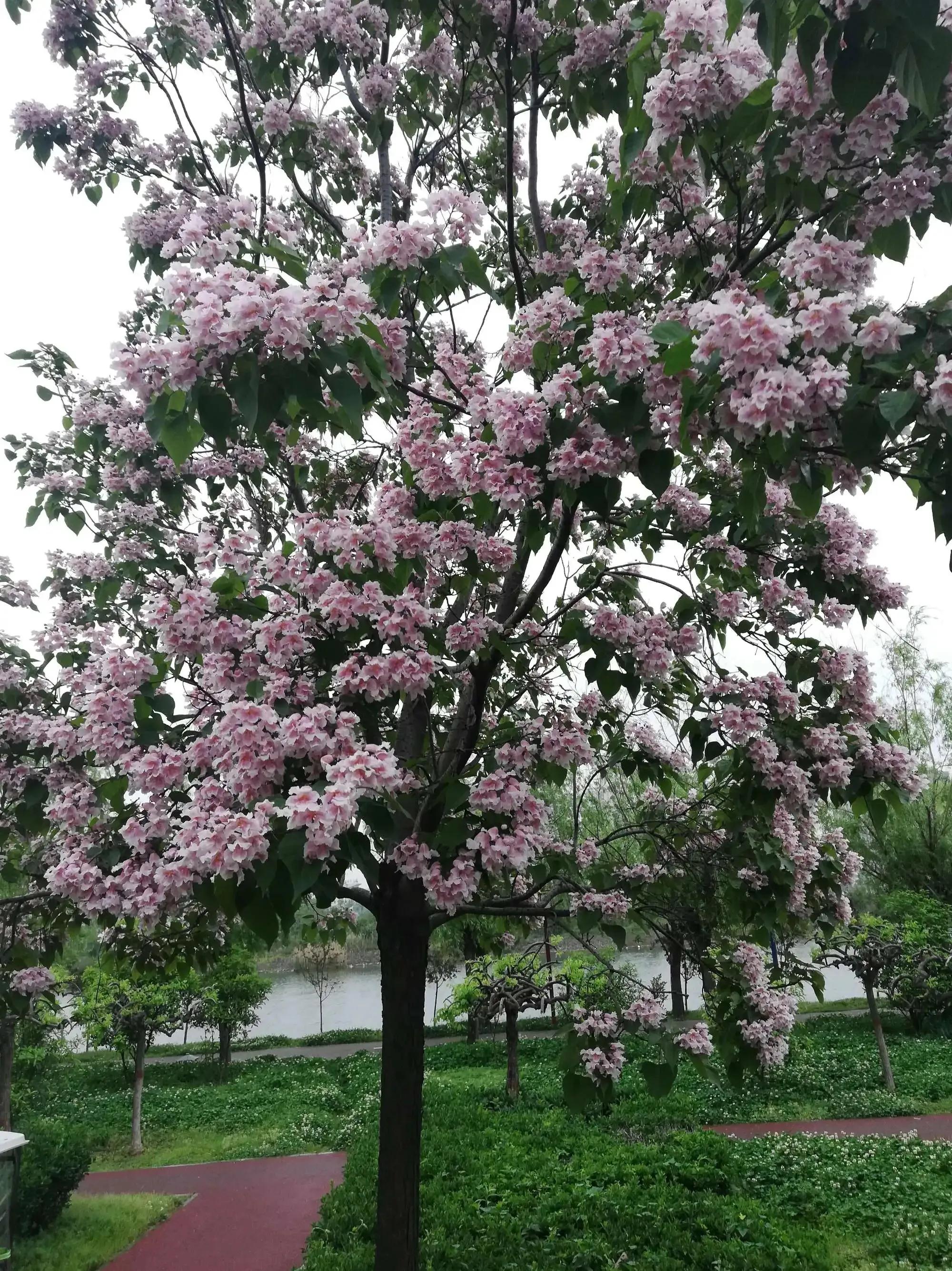 楸树林图片,楸树是古老的活化石树种