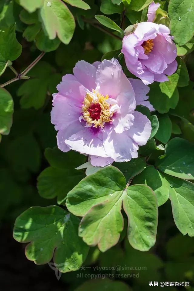 国花牡丹的历史起源,中国国花为啥是牡丹