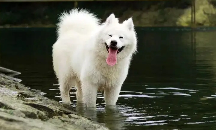 雪橇三傻萨摩耶好品种要多少钱,雪橇三傻萨摩耶用不用拉雪橇