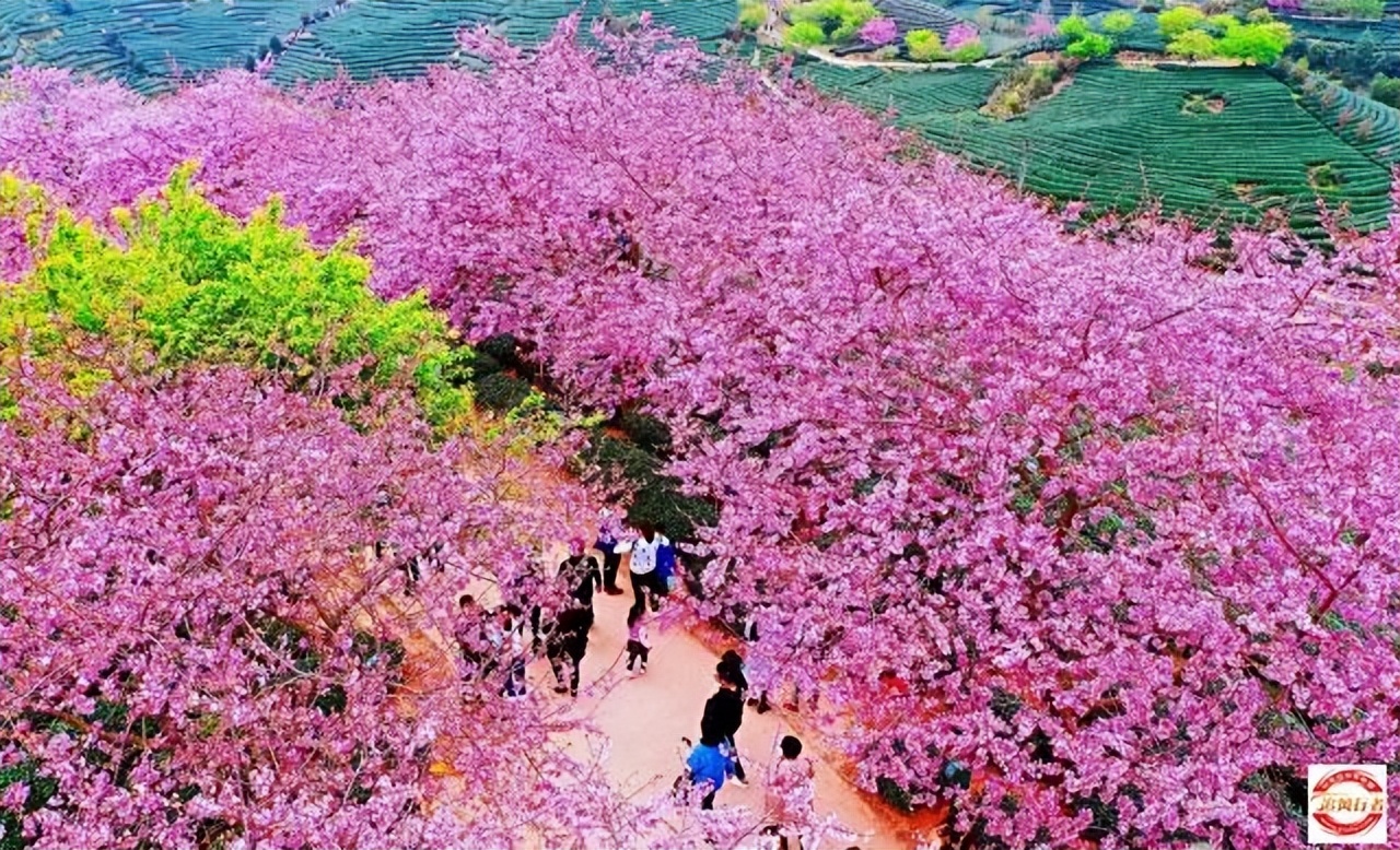 2023年2月11-19追风行者自驾永定土楼-鼓浪屿-九曲溪9日游招募中