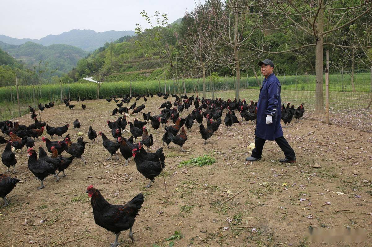 湖南小伙承包5000地只养十只鸡,农民大哥承包500亩土地养了10只鸡