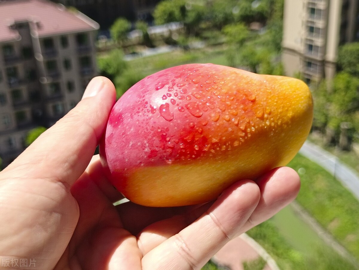 海南当地芒果批发价,海南省三亚市芒果价格今日行情