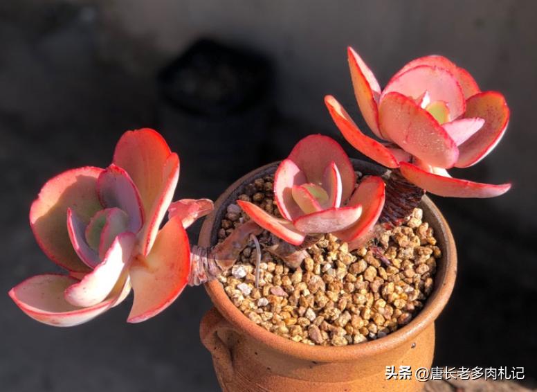 天天逛直播间买多肉，你搞清楚了伪群、散群和整桩有什么区别吗？