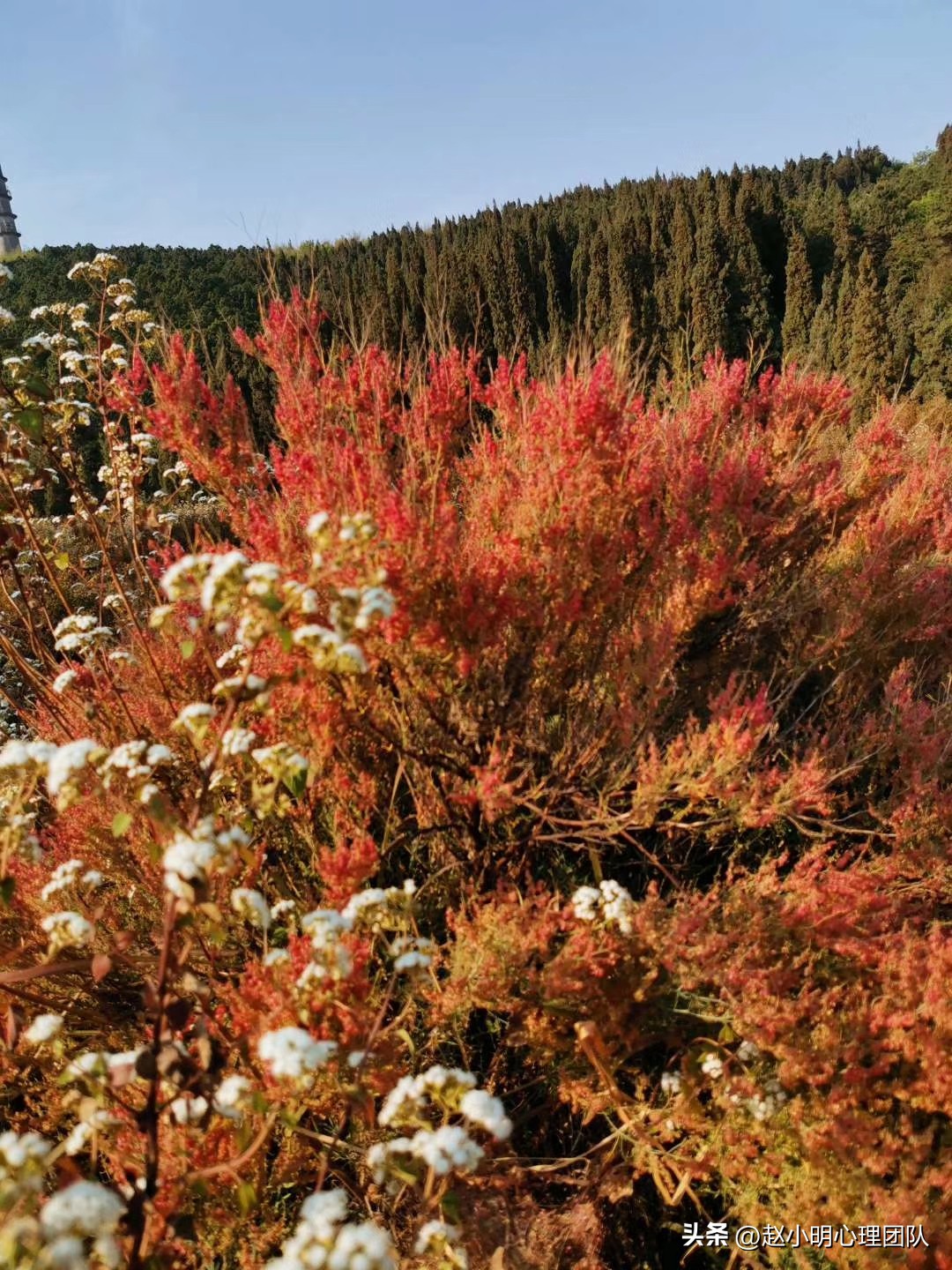 别再乱参加培训了，看小明老师几句话为你揭秘家庭治疗的不二法门