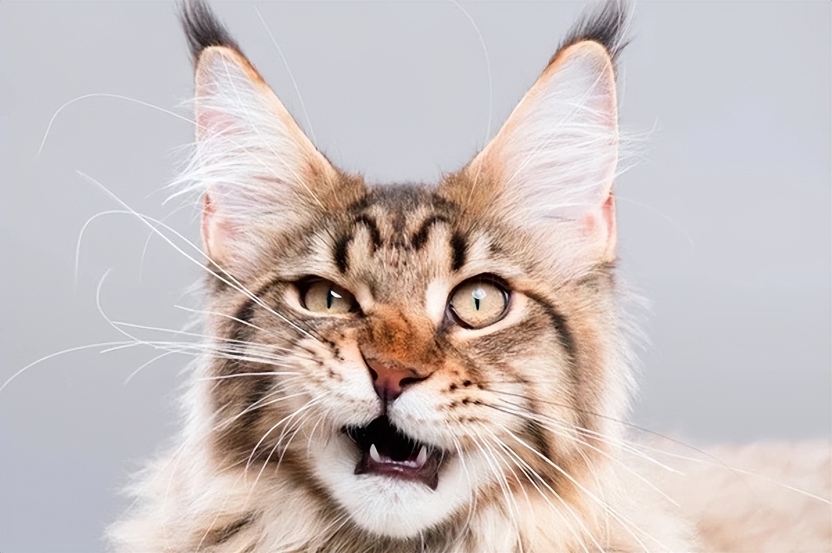 猫咪被剪掉胡须会有什么影响 (家猫胡须剪掉)