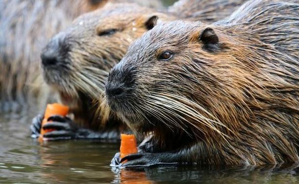 上海多地出现的巨大老鼠,上海发现巨型老鼠重达17公斤