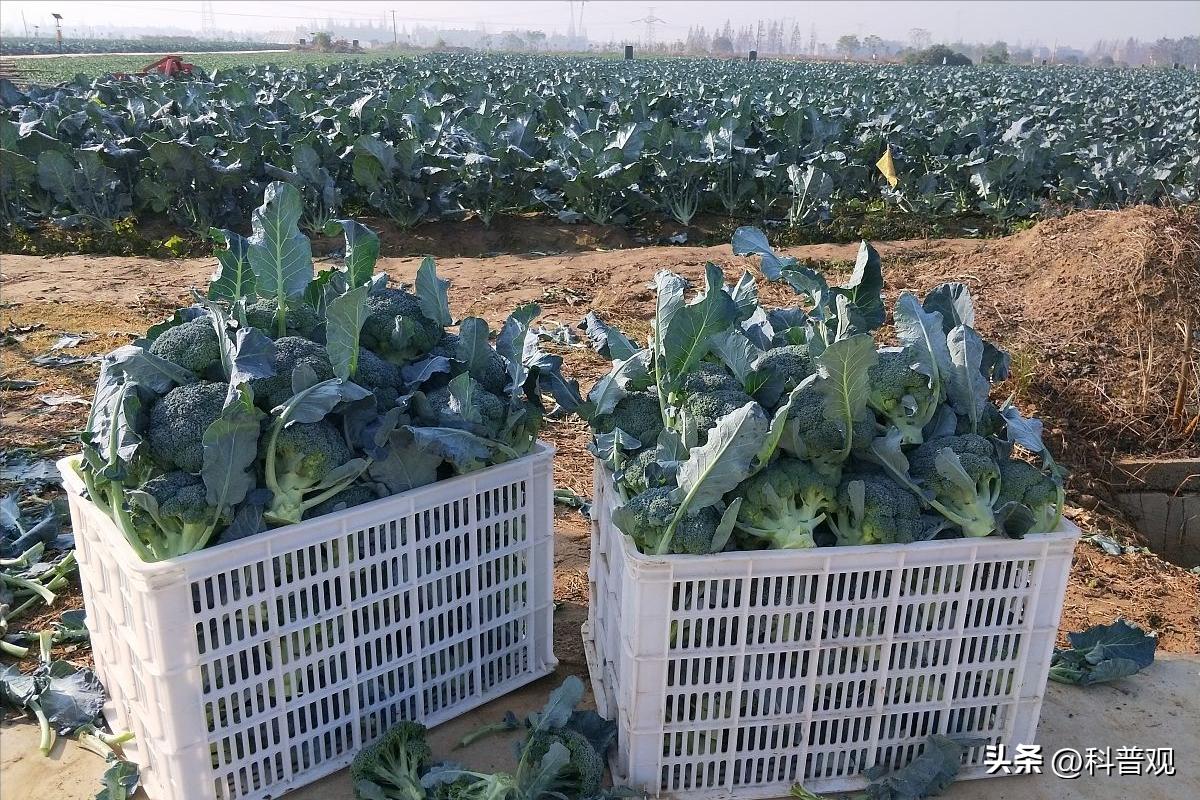 日本垄断中国市场百分之多少,打破西兰花种子垄断的原因