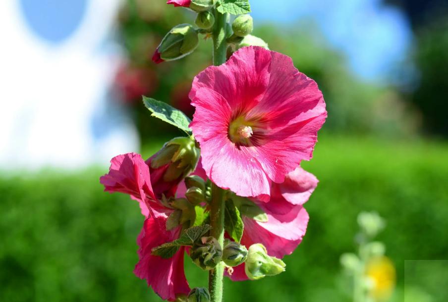 关于蜀葵的诗词名句,蜀葵花的古诗句