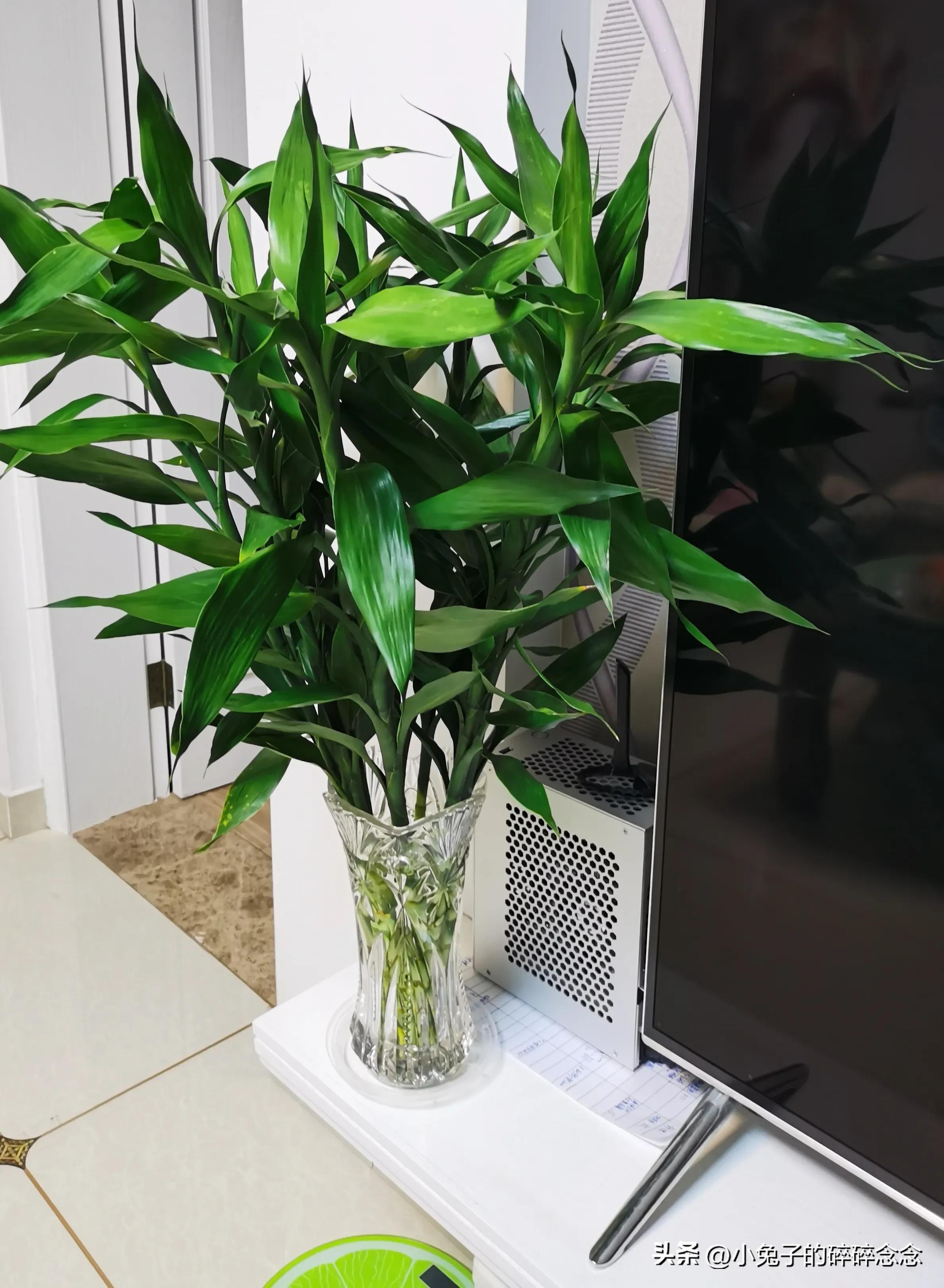 电脑推荐台式还是笔记本电脑,如何选购台式机和笔记本