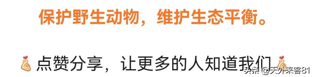 每日一动物：金刚鹦鹉【jīngāngyīngwǔ】