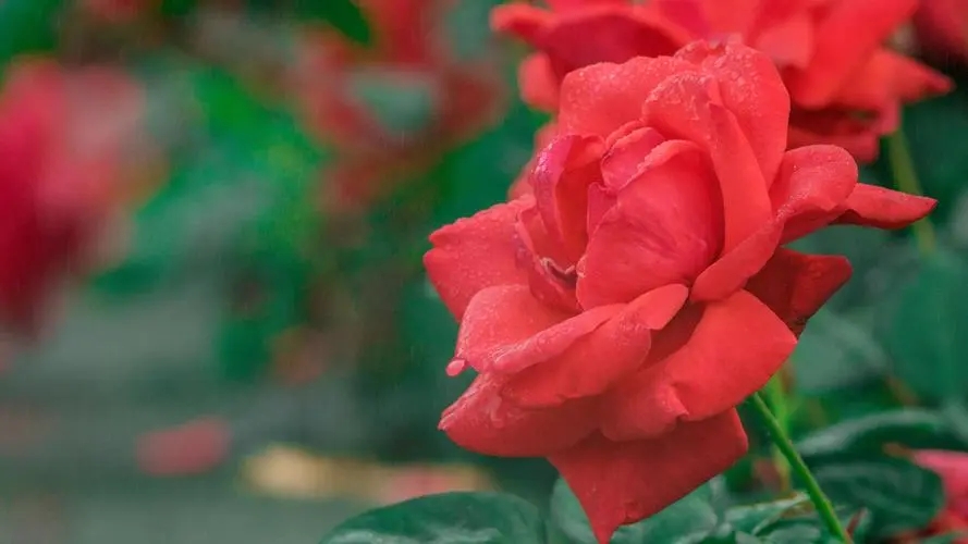 关于花子的歇后语大全,关于鲜花的歇后语