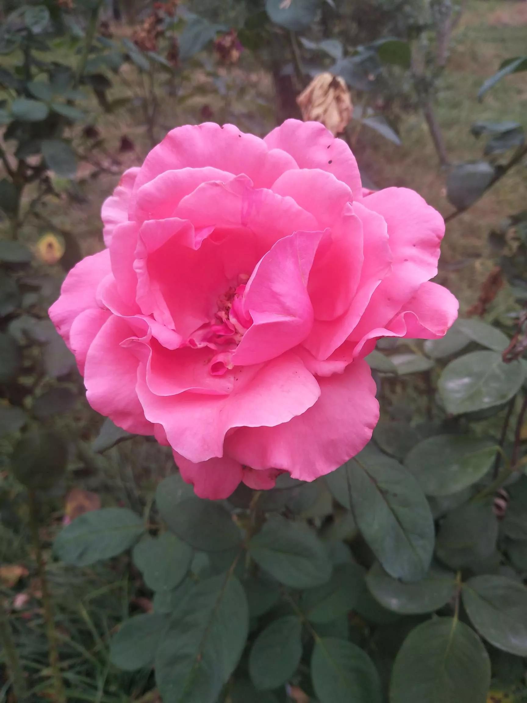 月季品种醉花,月季品种大全及图片欣赏