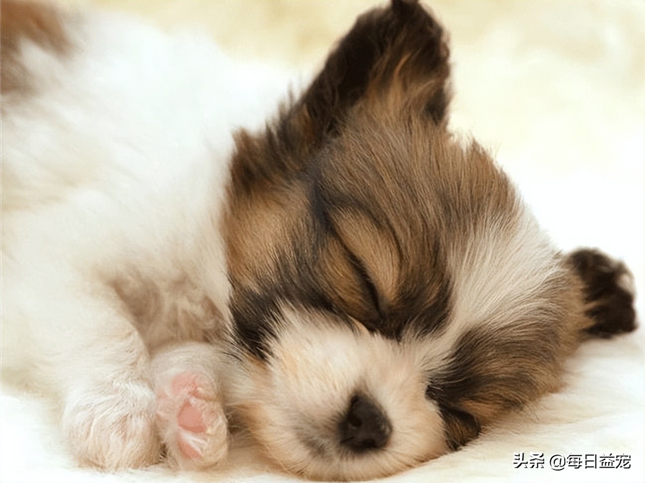 狗狗刚出生是白色的慢慢发黄,狗狗刚出生能看出是什么品种吗