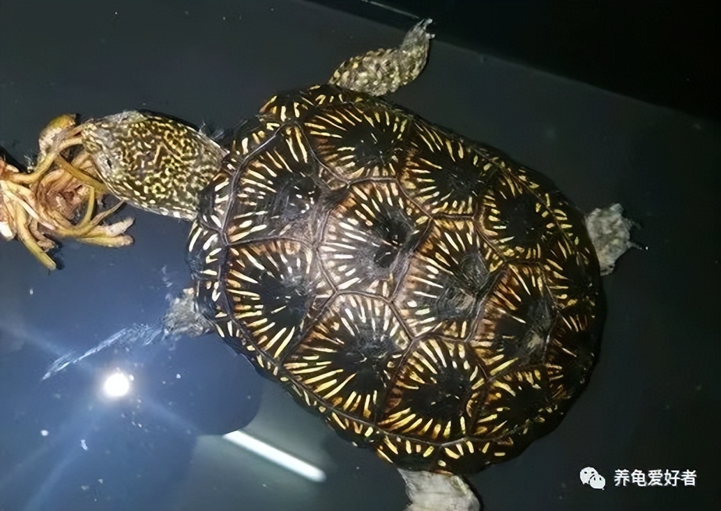 龟怎么分辨有没有翘甲,翘甲龟